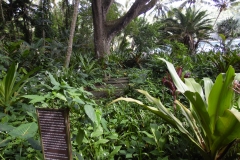 Hillo Tropical Garden - 0025