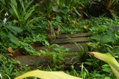 Hillo Tropical Garden - 0029